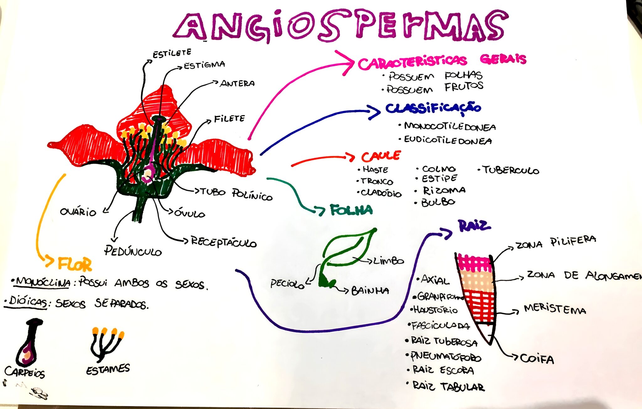 MAPA MENTAL SOBRE ANGIOSPERMAS - Maps4Study