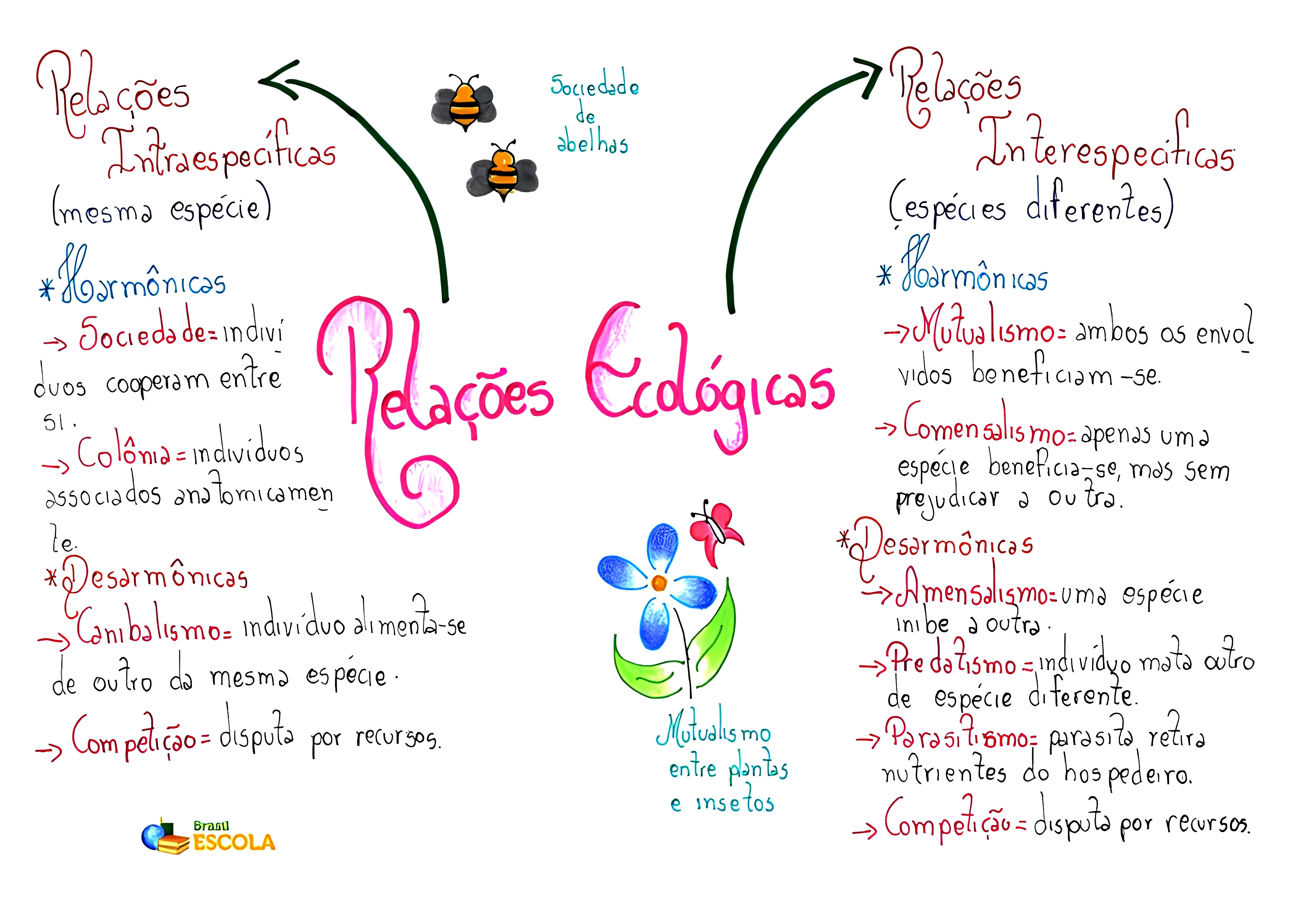 MAPA MENTAL SOBRE RELAÇÕES ECOLÓGICAS - Maps4Study