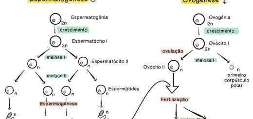MAPA MENTAL SOBRE GAMETOGÊNESE