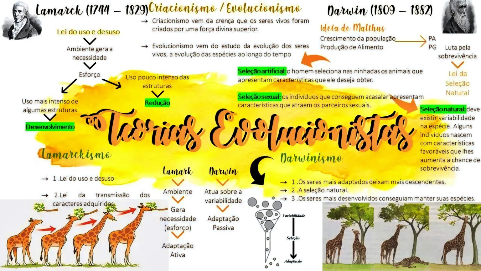 MAPA MENTAL SOBRE EVOLUÇÃO - Maps4Study