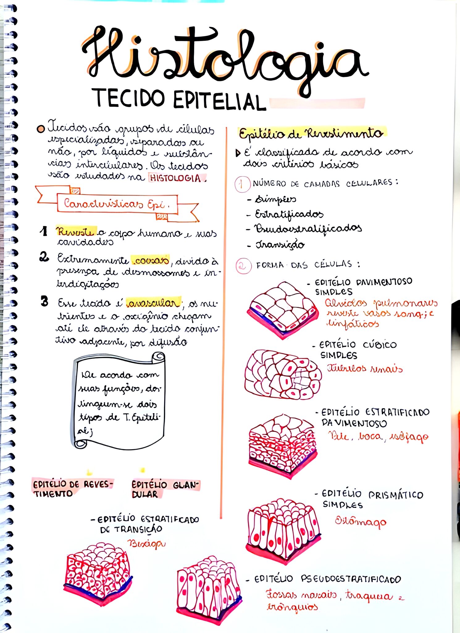 MAPA MENTAL SOBRE TECIDO EPITELIAL - Maps4Study