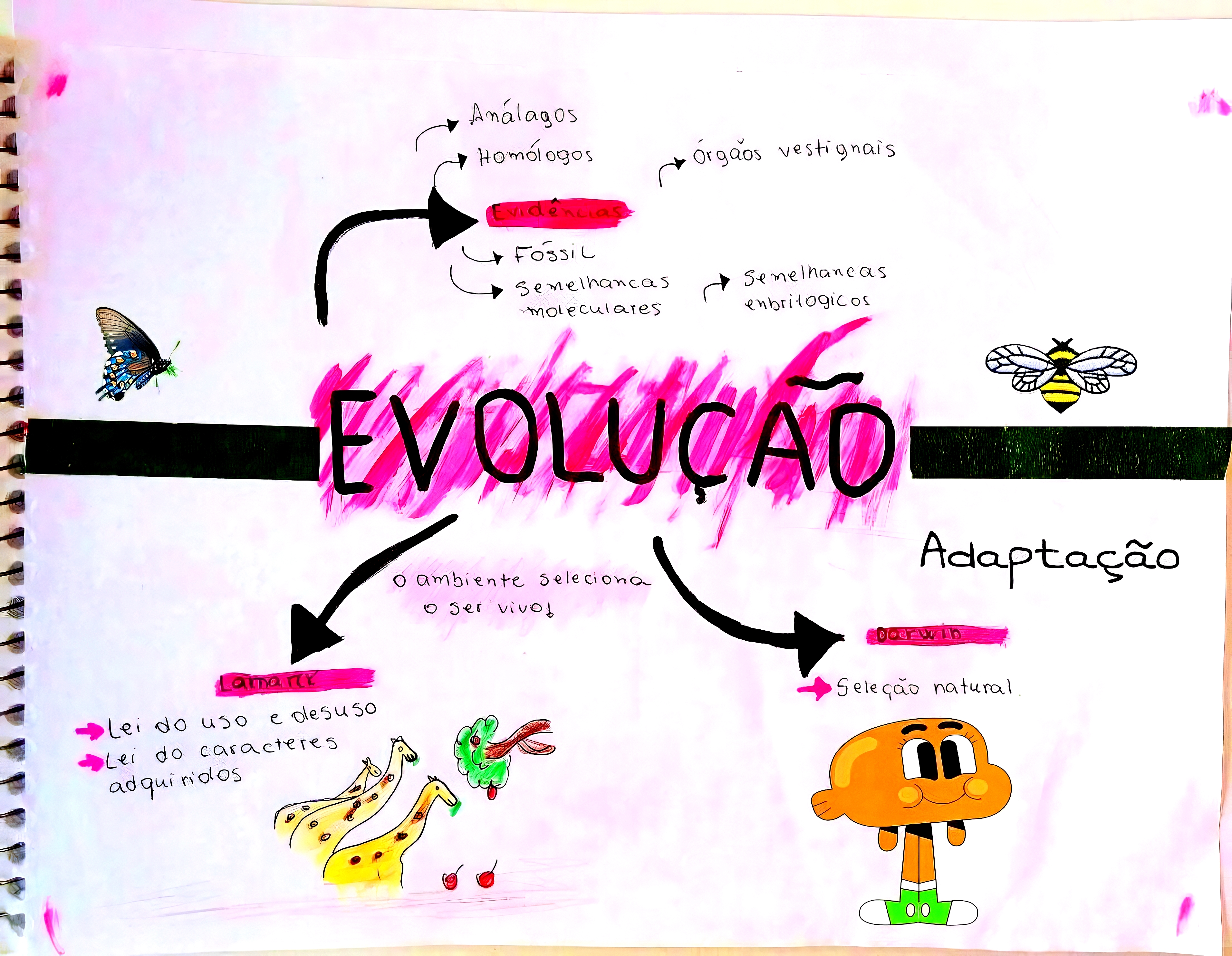 MAPA MENTAL SOBRE EVOLUÇÃO - Maps4Study