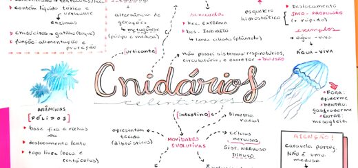 MAPA MENTAL SOBRE CNIDÁRIOS