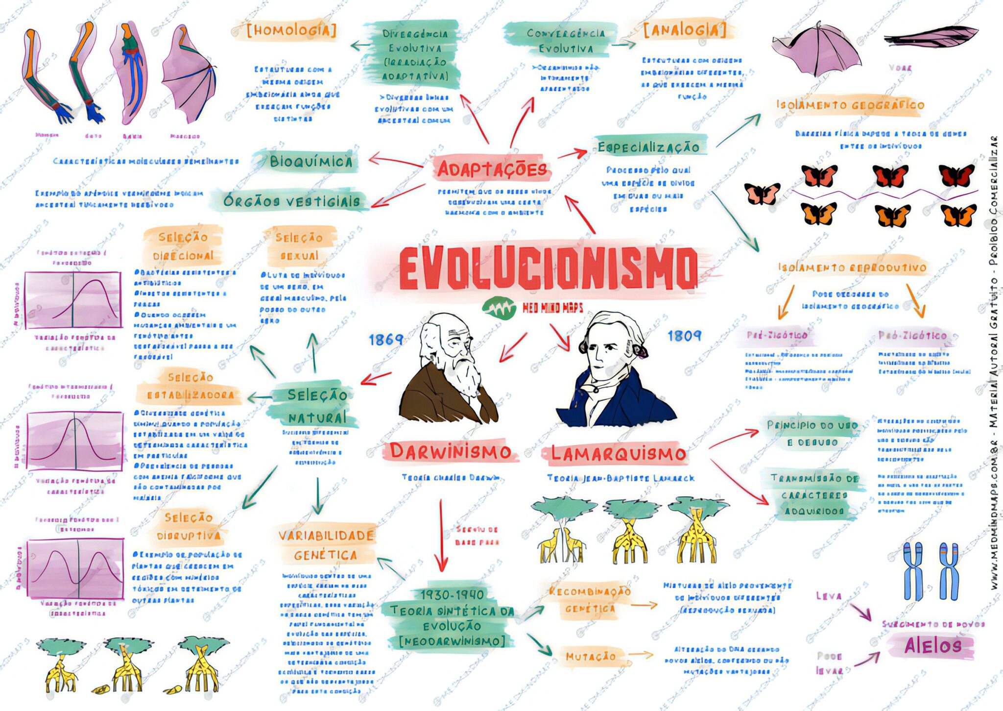 MAPA MENTAL SOBRE EVOLUÇÃO - Maps4Study