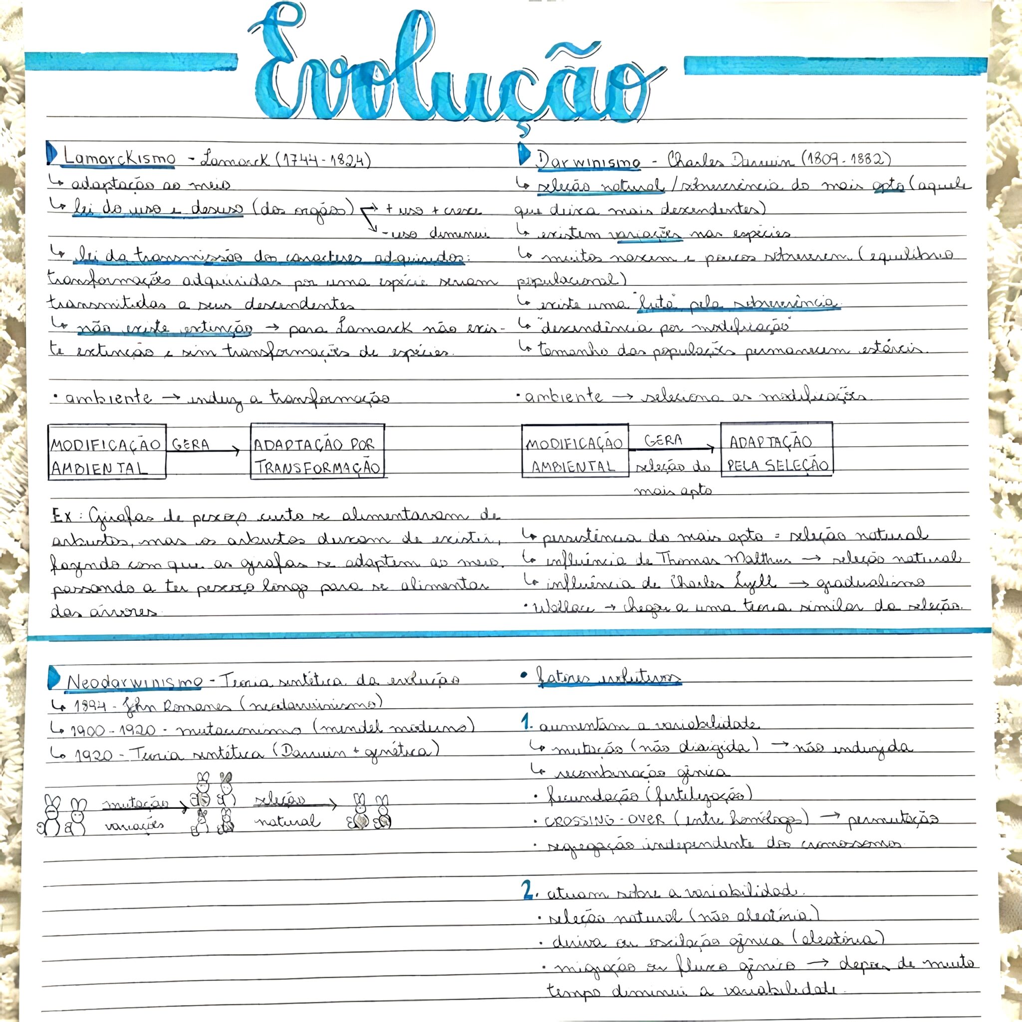 MAPA MENTAL SOBRE EVOLUÇÃO - Maps4Study