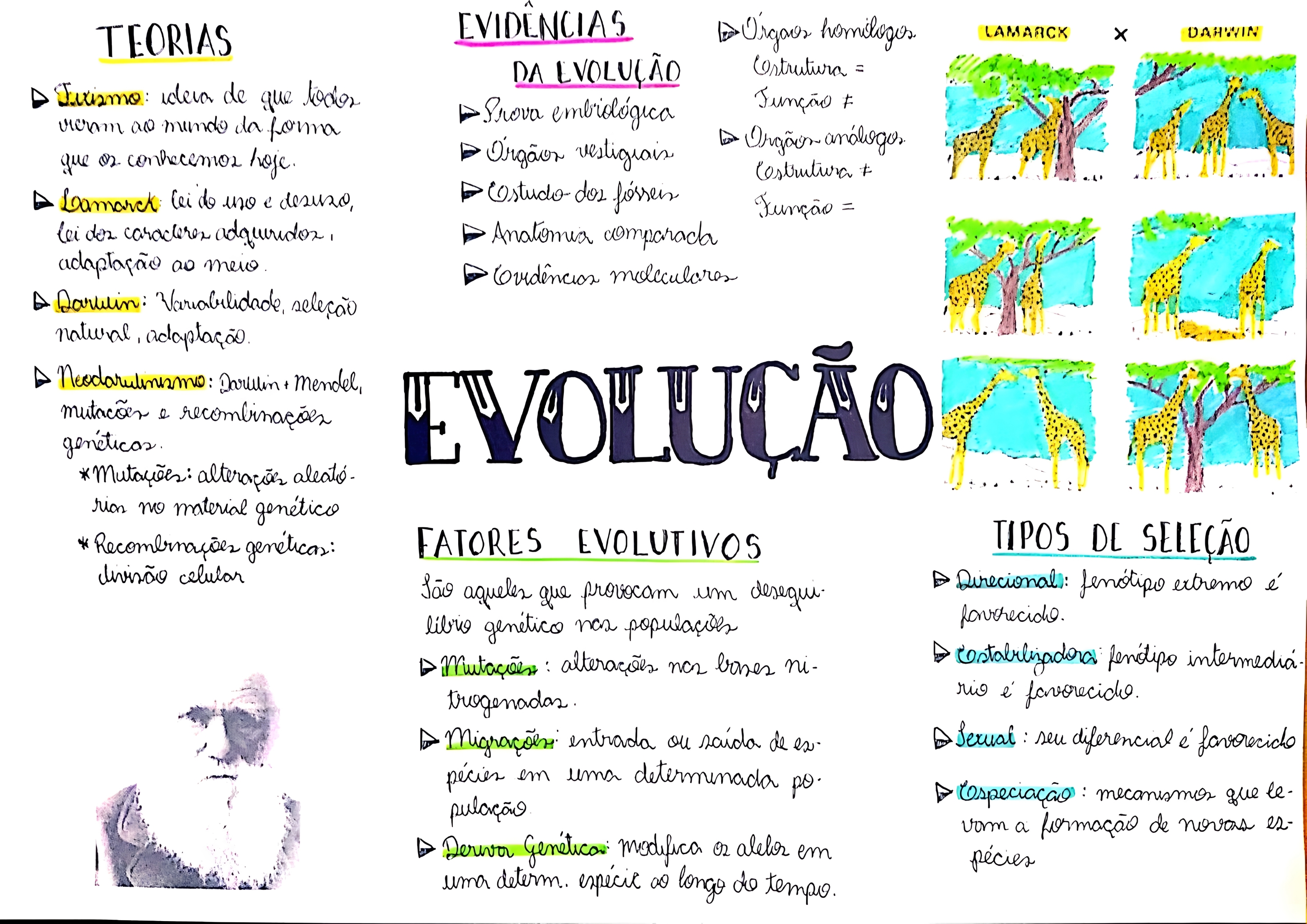 MAPA MENTAL SOBRE EVOLUÇÃO - Maps4Study