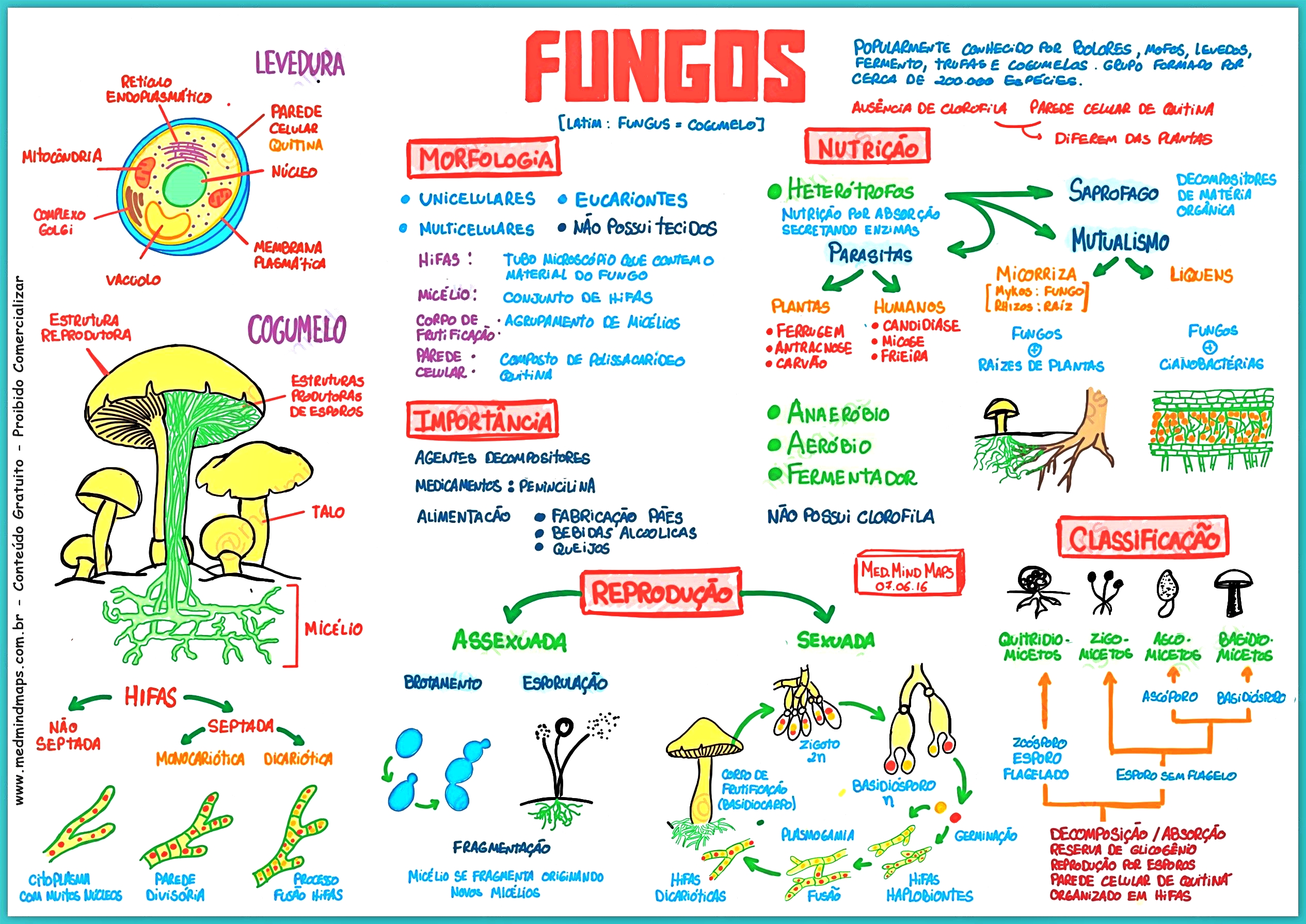 MAPA MENTAL SOBRE FUNGOS - Maps4Study