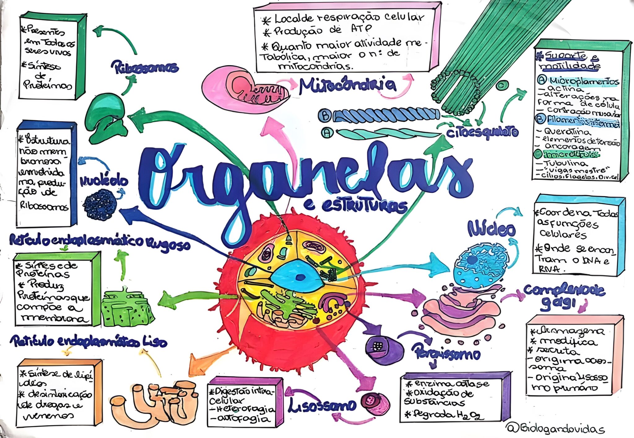 MAPA MENTAL SOBRE ORGANELAS CELULARES/CITOPLASMÁTICAS - Maps4Study