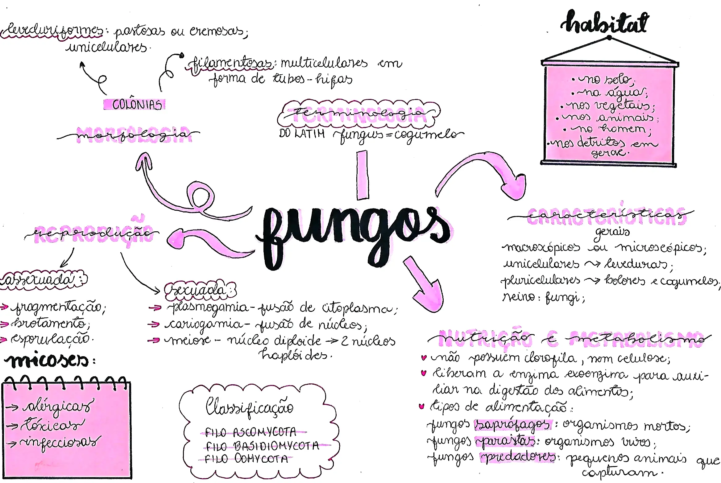 MAPA MENTAL SOBRE FUNGOS