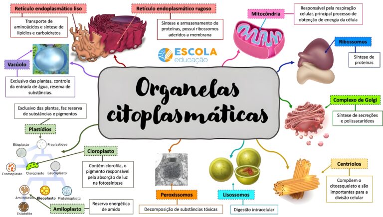 MAPA MENTAL SOBRE ORGANELAS CELULARES/CITOPLASMÁTICAS - Maps4Study