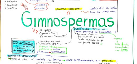 MAPA MENTAL SOBRE GIMNOSPERMAS