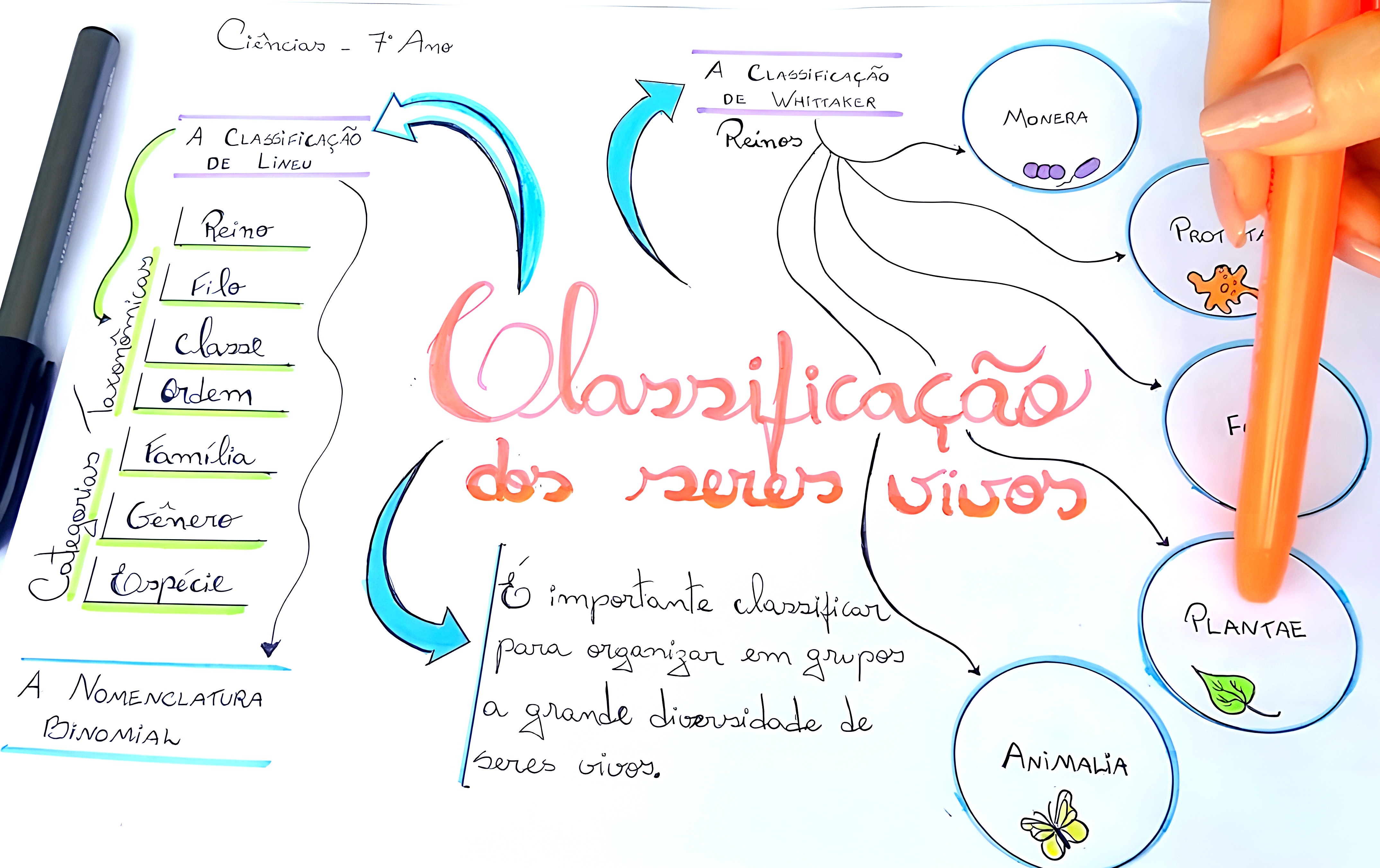 MAPA MENTAL SOBRE CLASSIFICAÇÃO DOS SERES VIVOS - Maps4Study