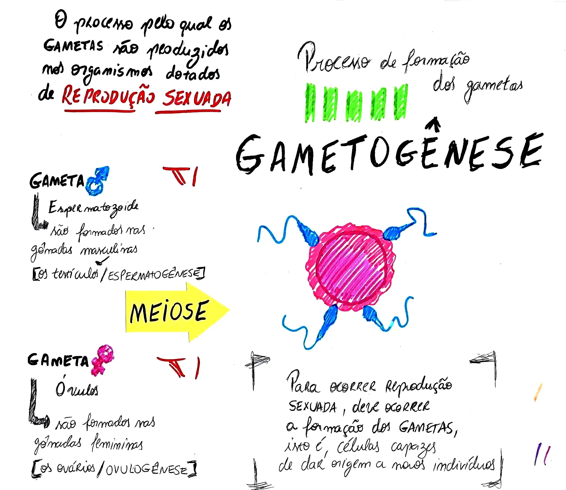 MAPA MENTAL SOBRE GAMETOGÊNESE