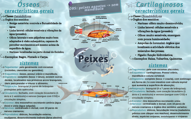 MAPA MENTAL SOBRE PEIXES - Maps4Study