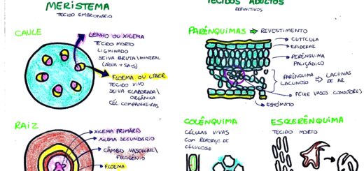 MAPA MENTAL SOBRE HISTOLOGIA VEGETAL