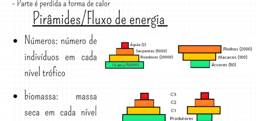 MAPA MENTAL SOBRE PIRÂMIDES ECOLÓGICAS