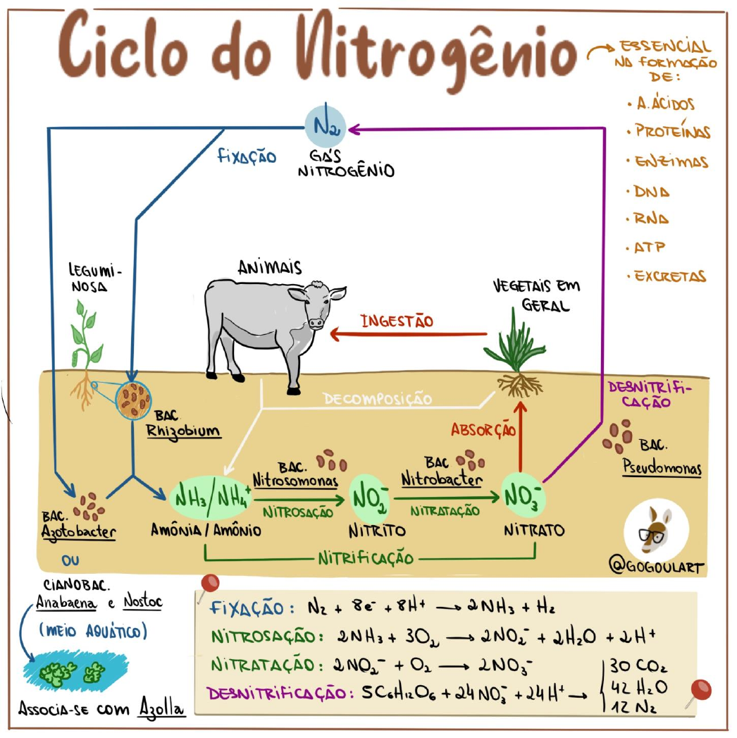 MAPA MENTAL SOBRE CICLO DO NITROGÊNIO - Maps4Study