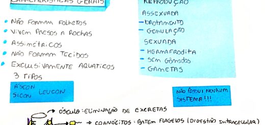 MAPA MENTAL SOBRE PORÍFEROS