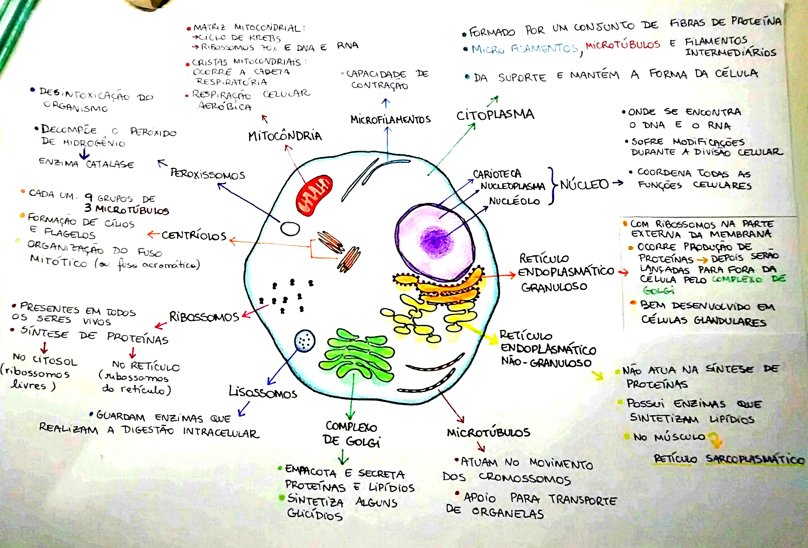 MAPA MENTAL SOBRE ORGANELAS CELULARES/CITOPLASMÁTICAS - Maps4Study