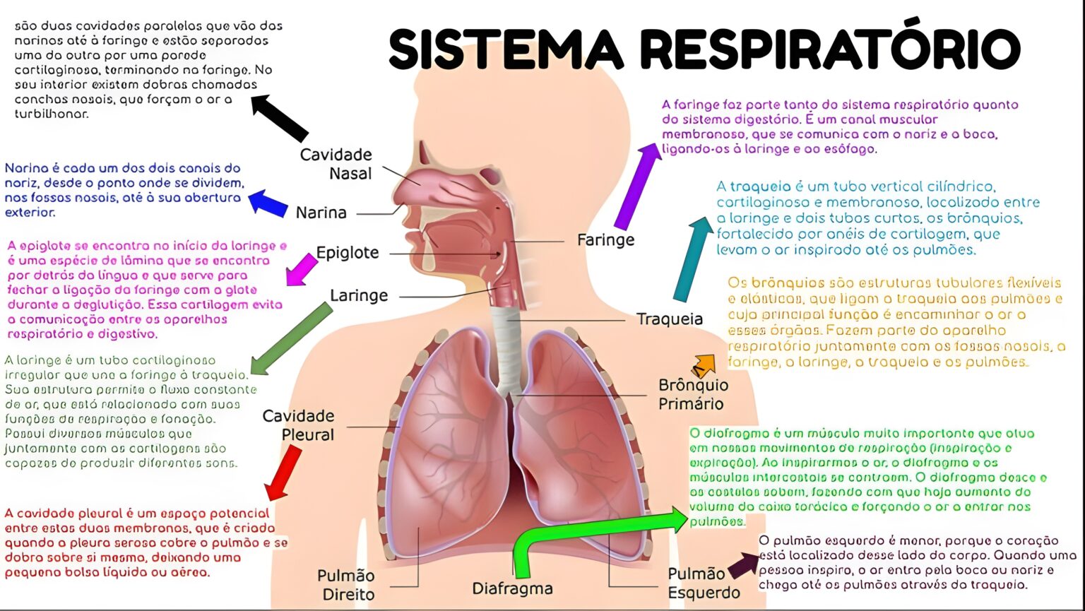 MAPA MENTAL SOBRE SISTEMA RESPIRATÓRIO - Maps4Study
