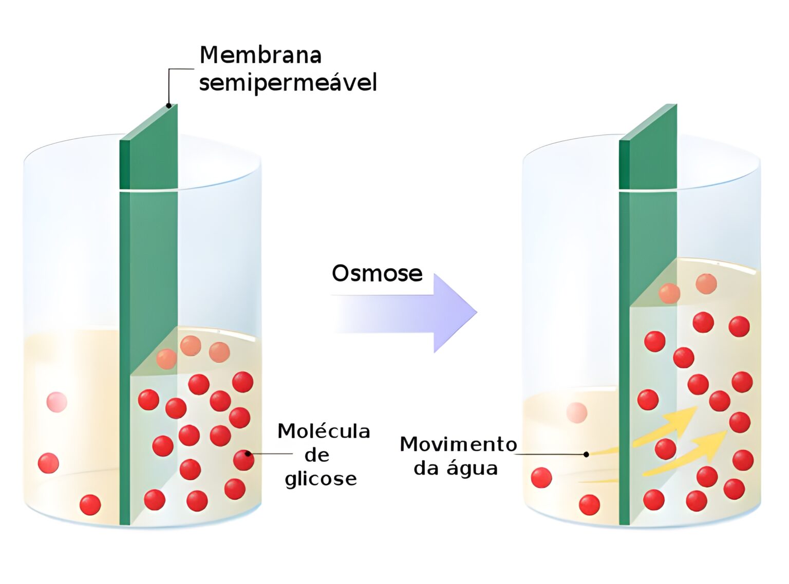 MAPA MENTAL SOBRE OSMOSE - Maps4Study