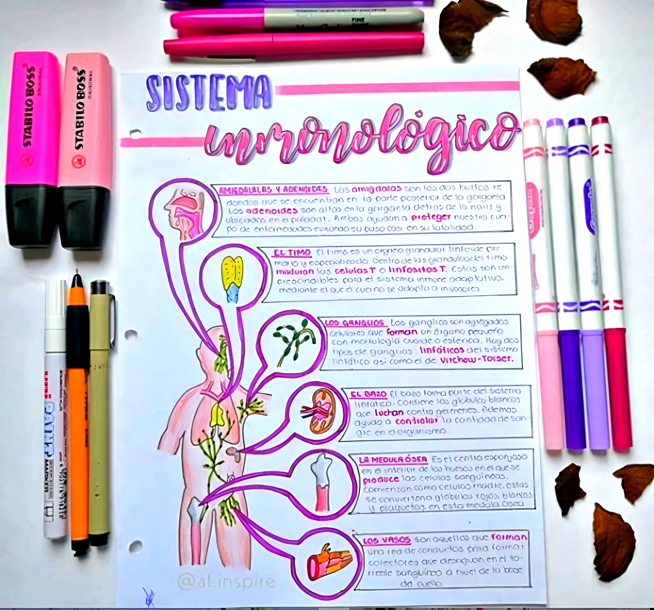 MAPA MENTAL SOBRE SISTEMA IMUNOLÓGICO - Maps4Study