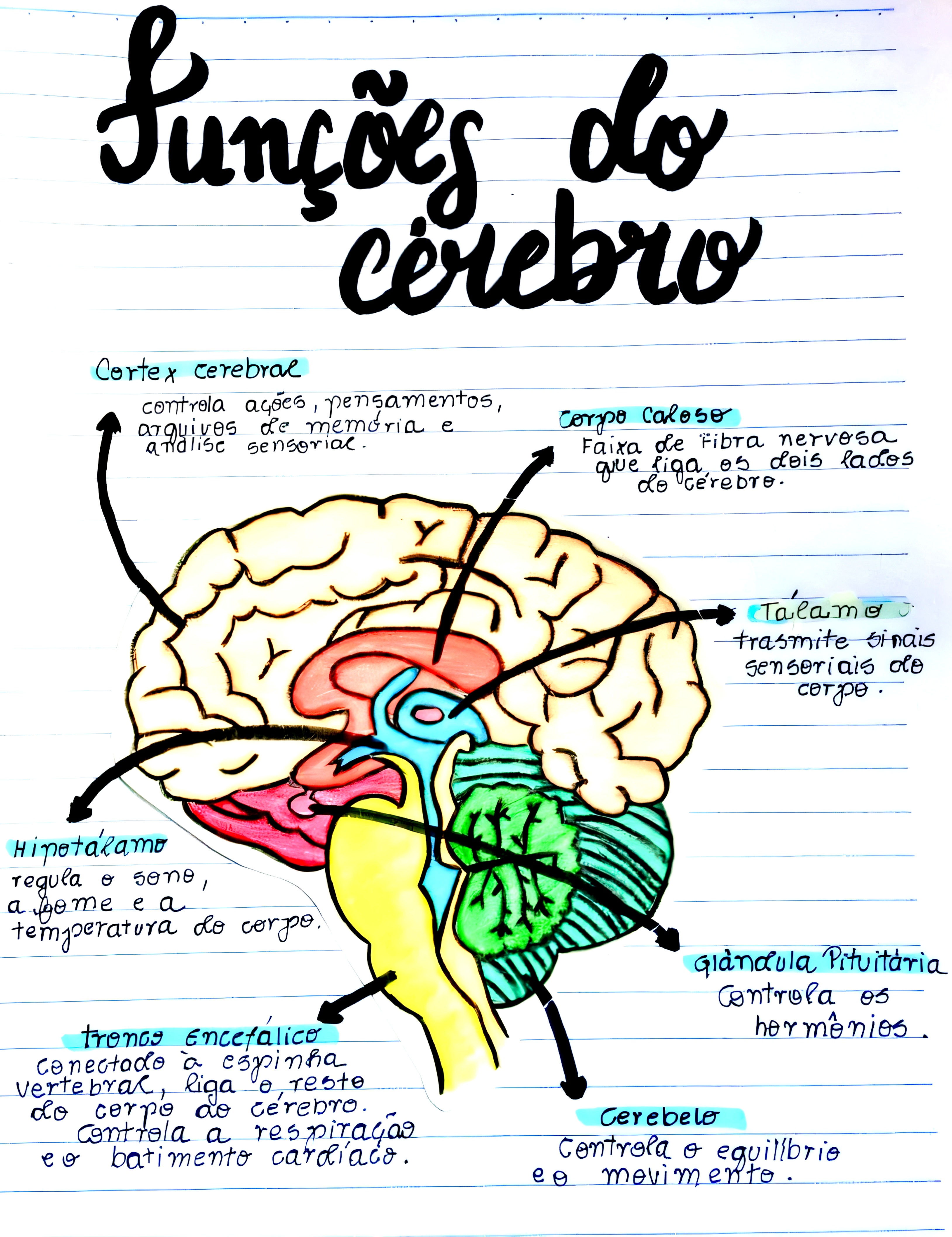 MAPA MENTAL SOBRE FUNÇÕES CEREBRAIS - Maps4Study