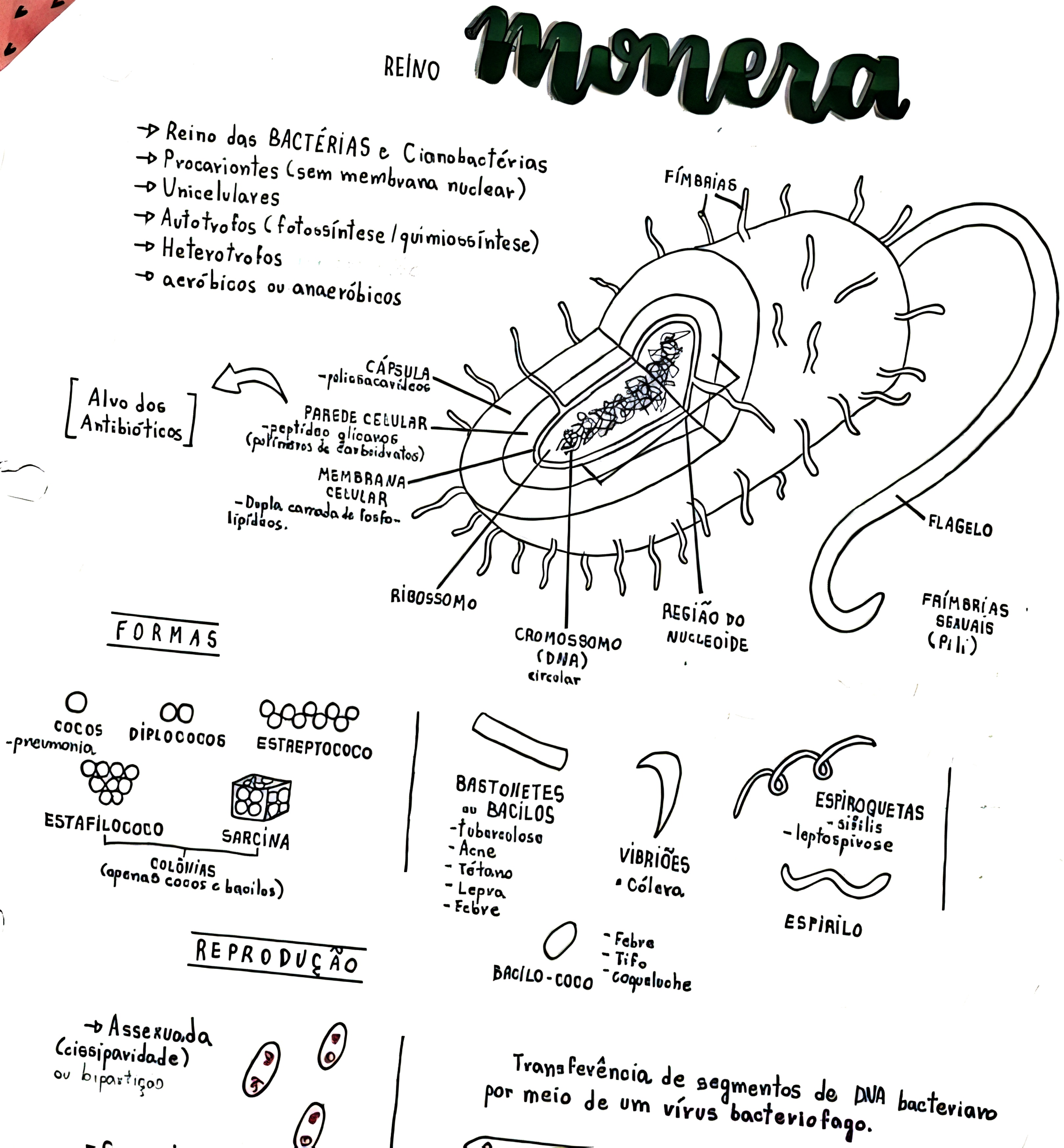 MAPA MENTAL SOBRE REINO MONERA - Maps4Study