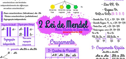MAPA MENTAL SOBRE 2ª LEI DE MENDEL