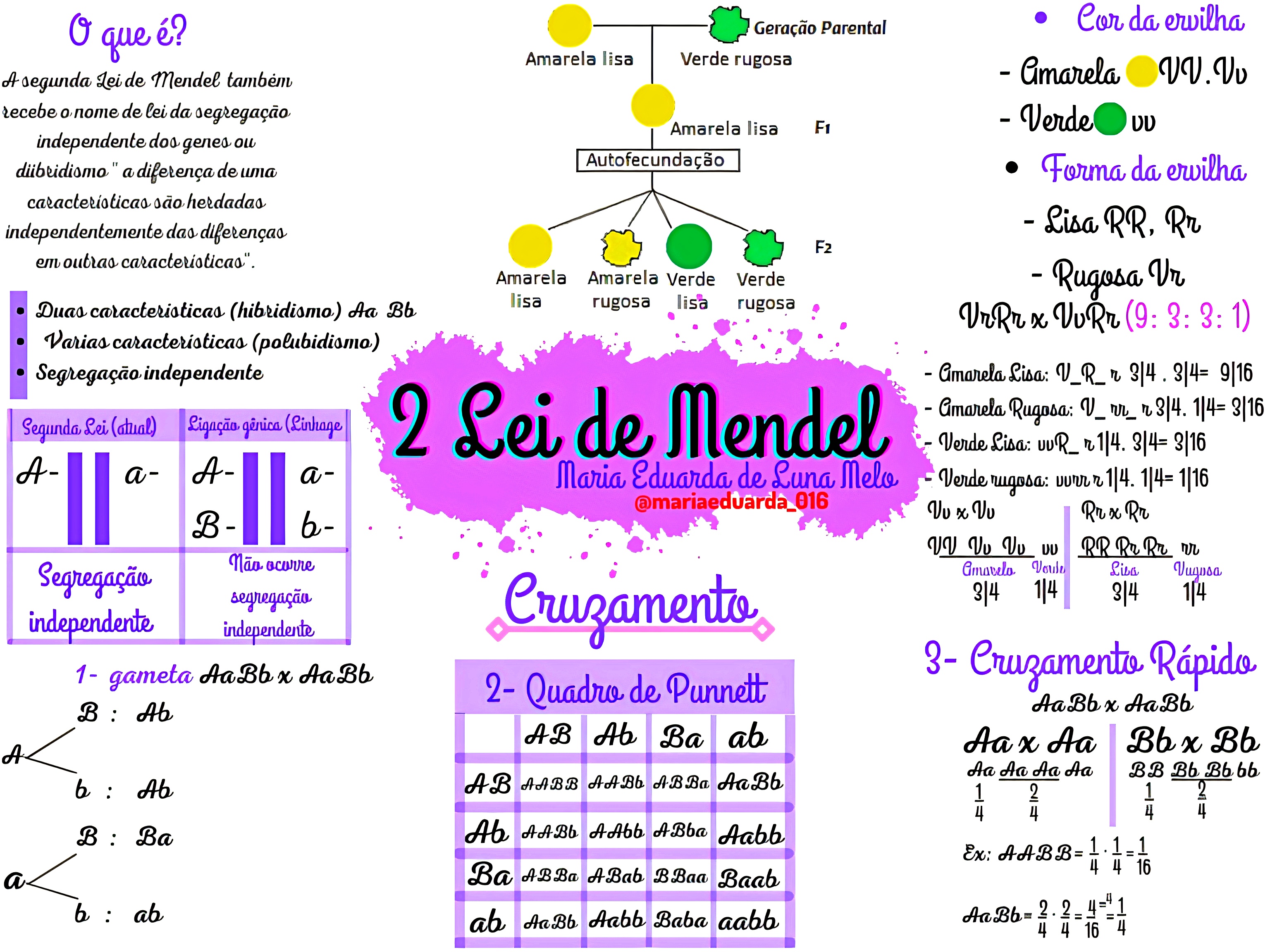 MAPA MENTAL SOBRE 2ª LEI DE MENDEL - Maps4Study