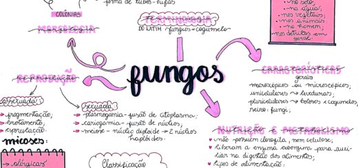 MAPA MENTAL SOBRE REINO FUNGI