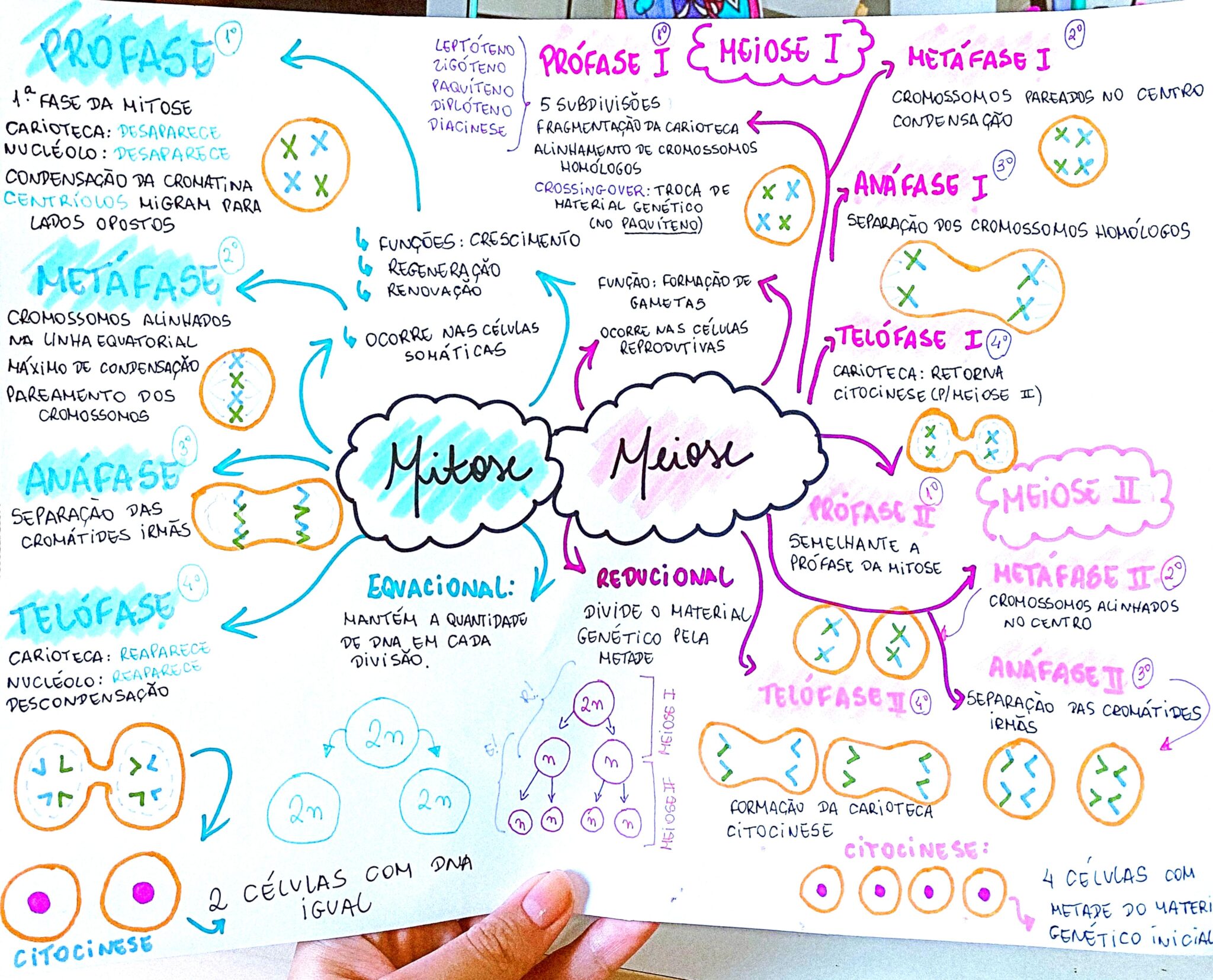 MAPA MENTAL SOBRE MITOSE - Maps4Study