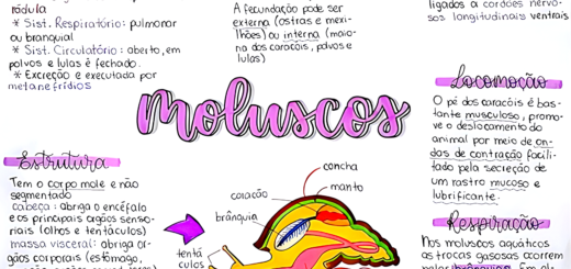 MAPA MENTAL SOBRE MOLUSCOS