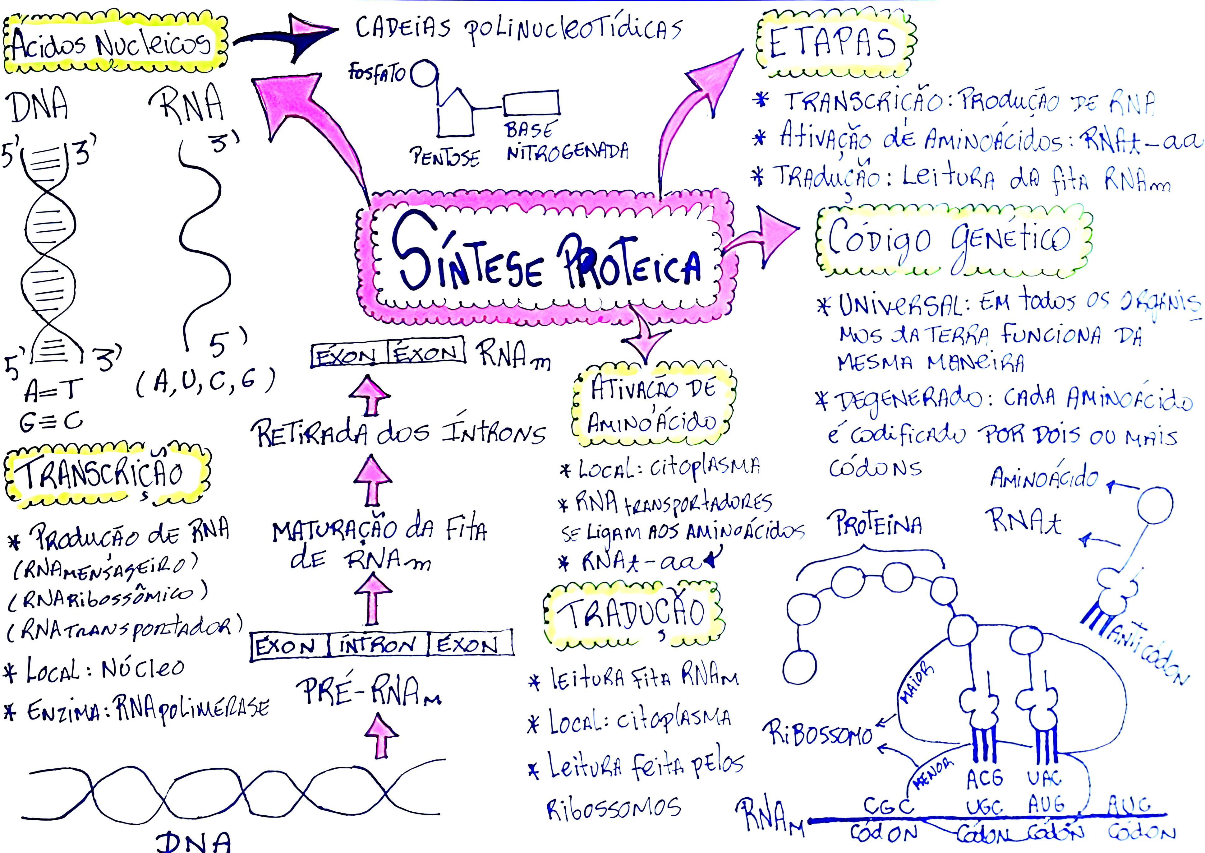 MAPA MENTAL SOBRE SÍNTESE PROTEICA - Maps4Study