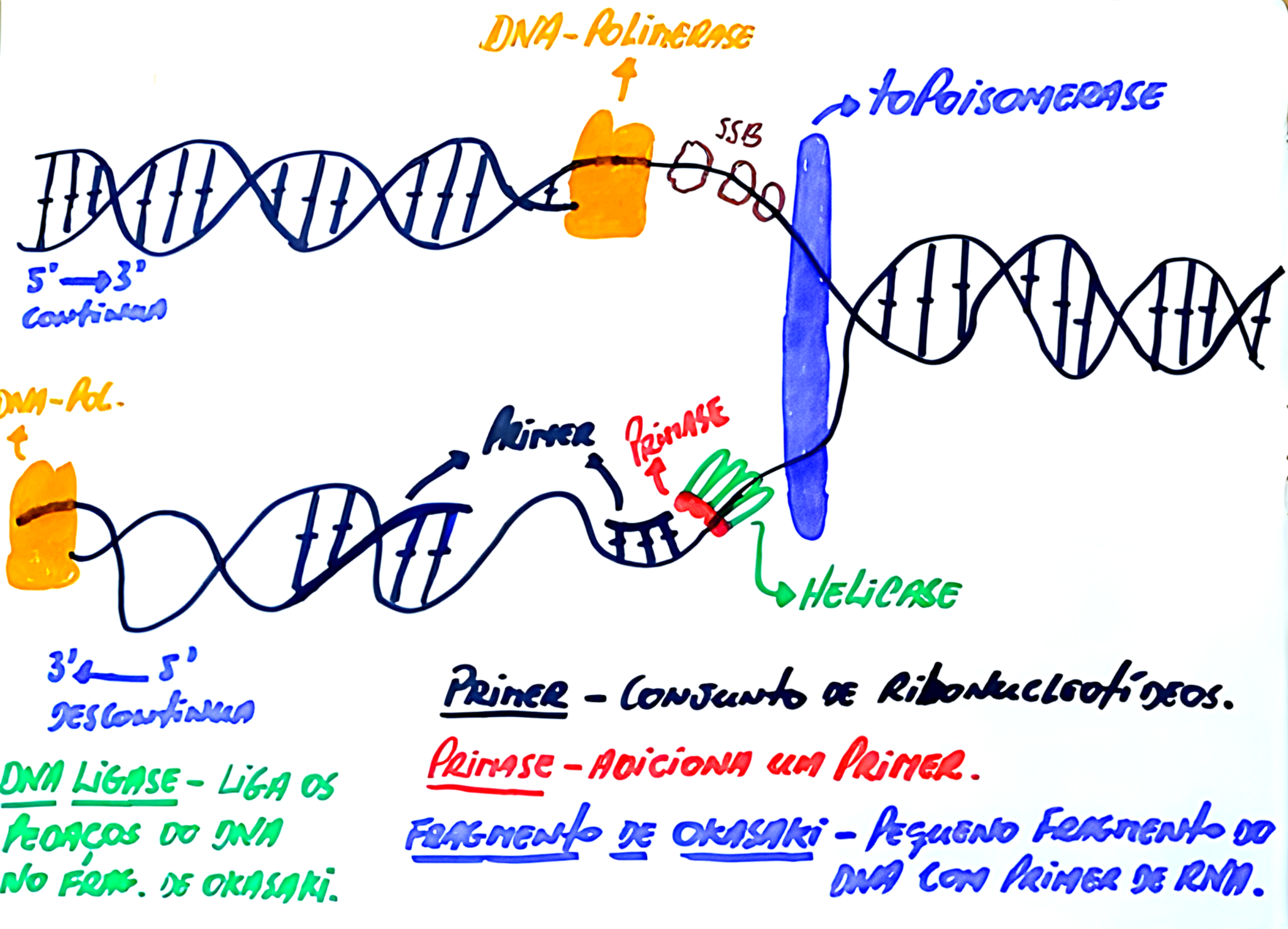 MAPA MENTAL SOBRE REPLICAÇÃO DO DNA - Maps4Study
