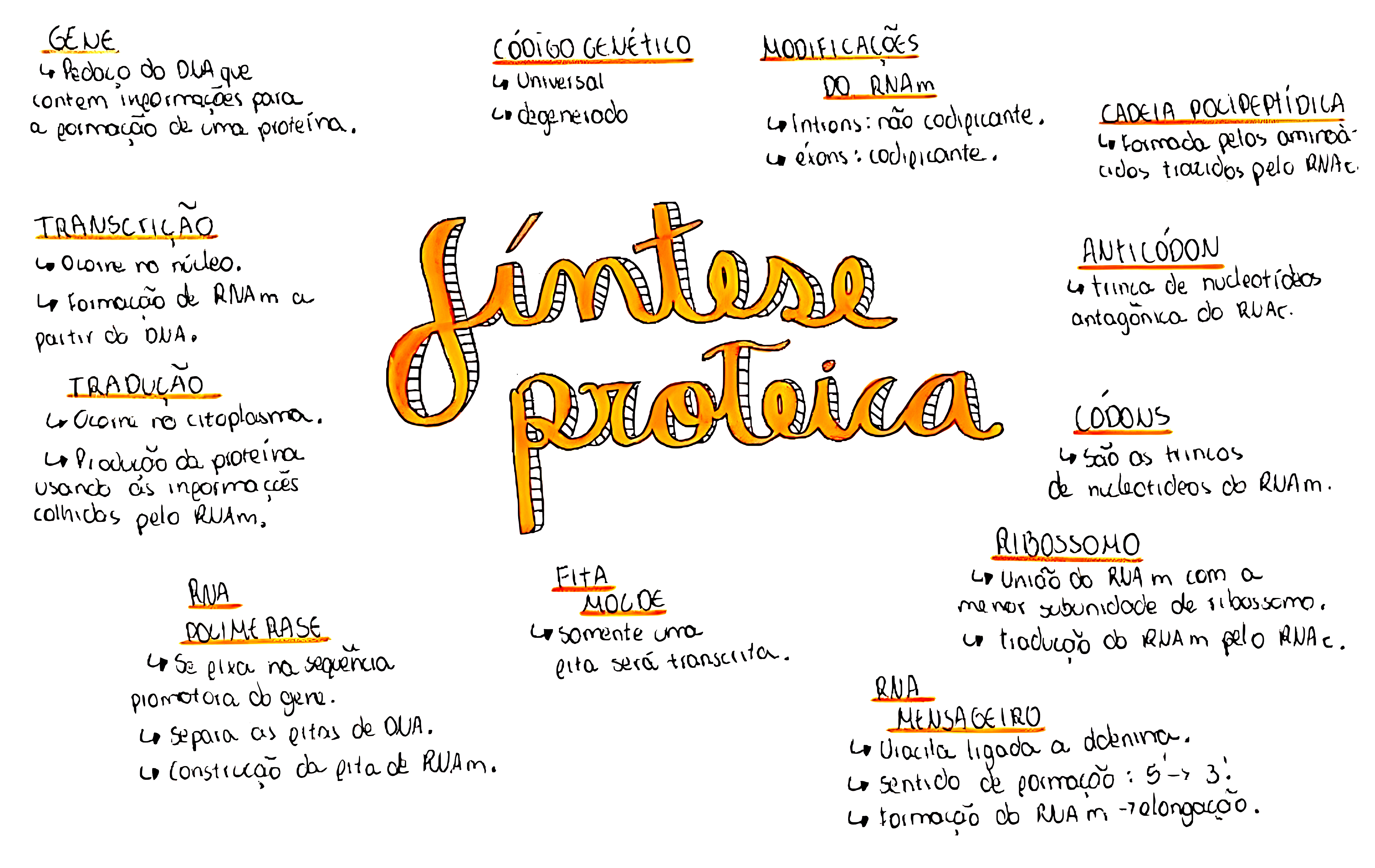 MAPA MENTAL SOBRE SÍNTESE PROTEICA - Maps4Study