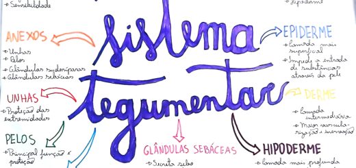 MAPA MENTAL SOBRE SISTEMA TEGUMENTAR
