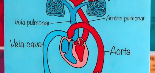 MAPA MENTAL SOBRE SISTEMA CIRCULATÓRIO