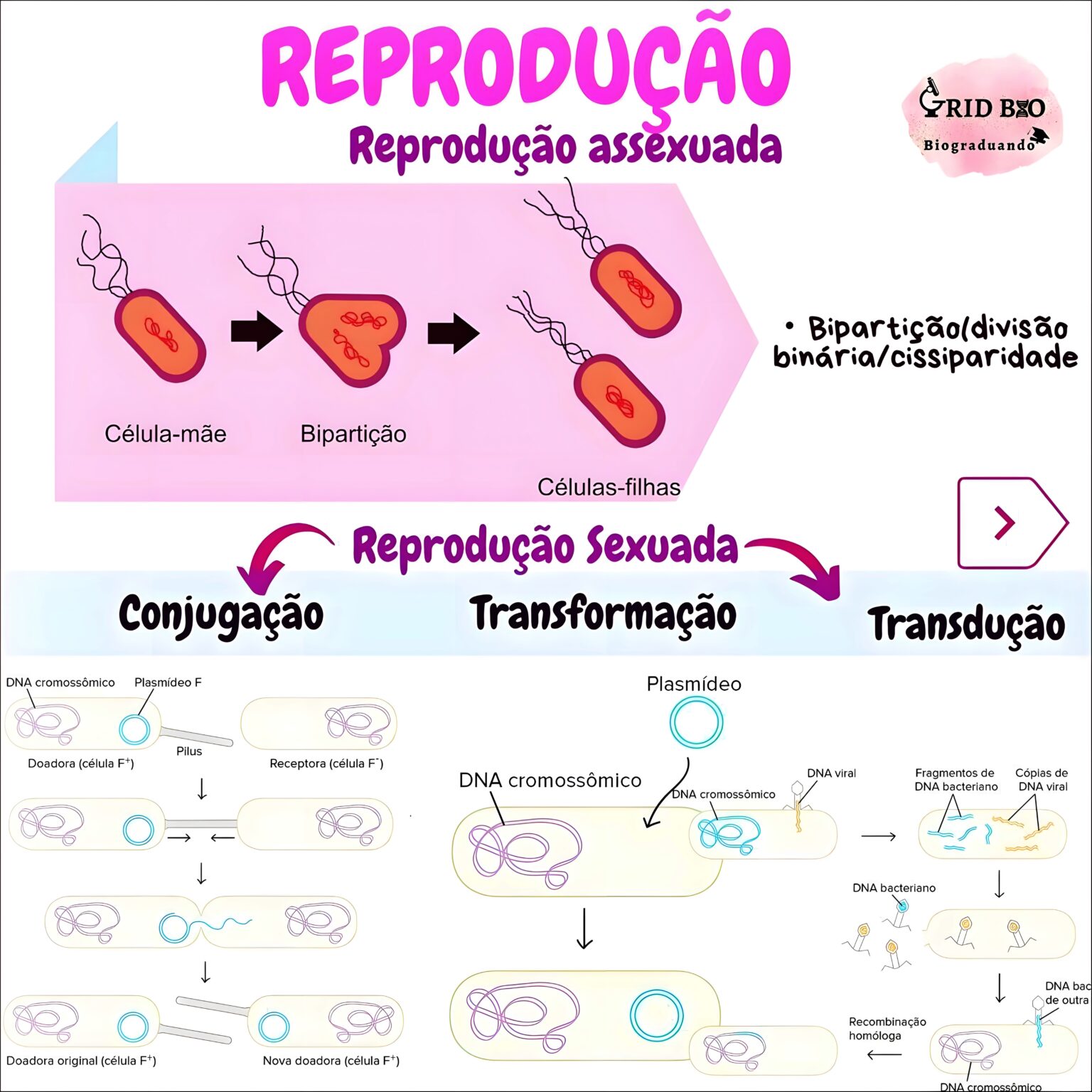 MAPA MENTAL SOBRE REPRODUÇÃO - Maps4Study