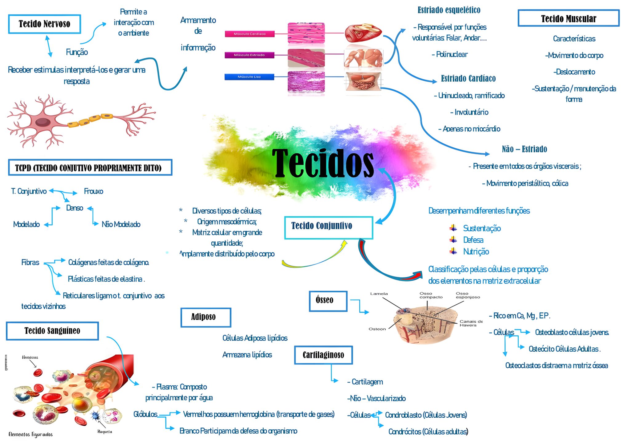 MAPA MENTAL SOBRE TECIDOS DO CORPO HUMANO - Maps4Study