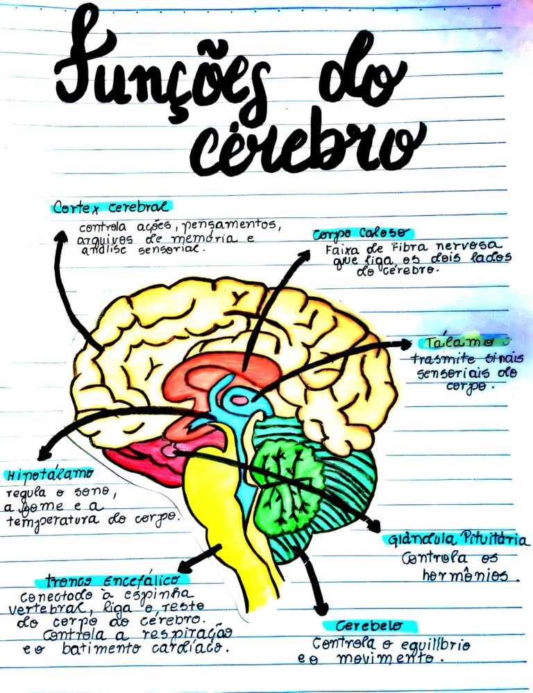 MAPA MENTAL SOBRE FUN ES DO C REBRO Maps4Study Mapa Mental Sobre Fun Es Do C Rebro Maps4study