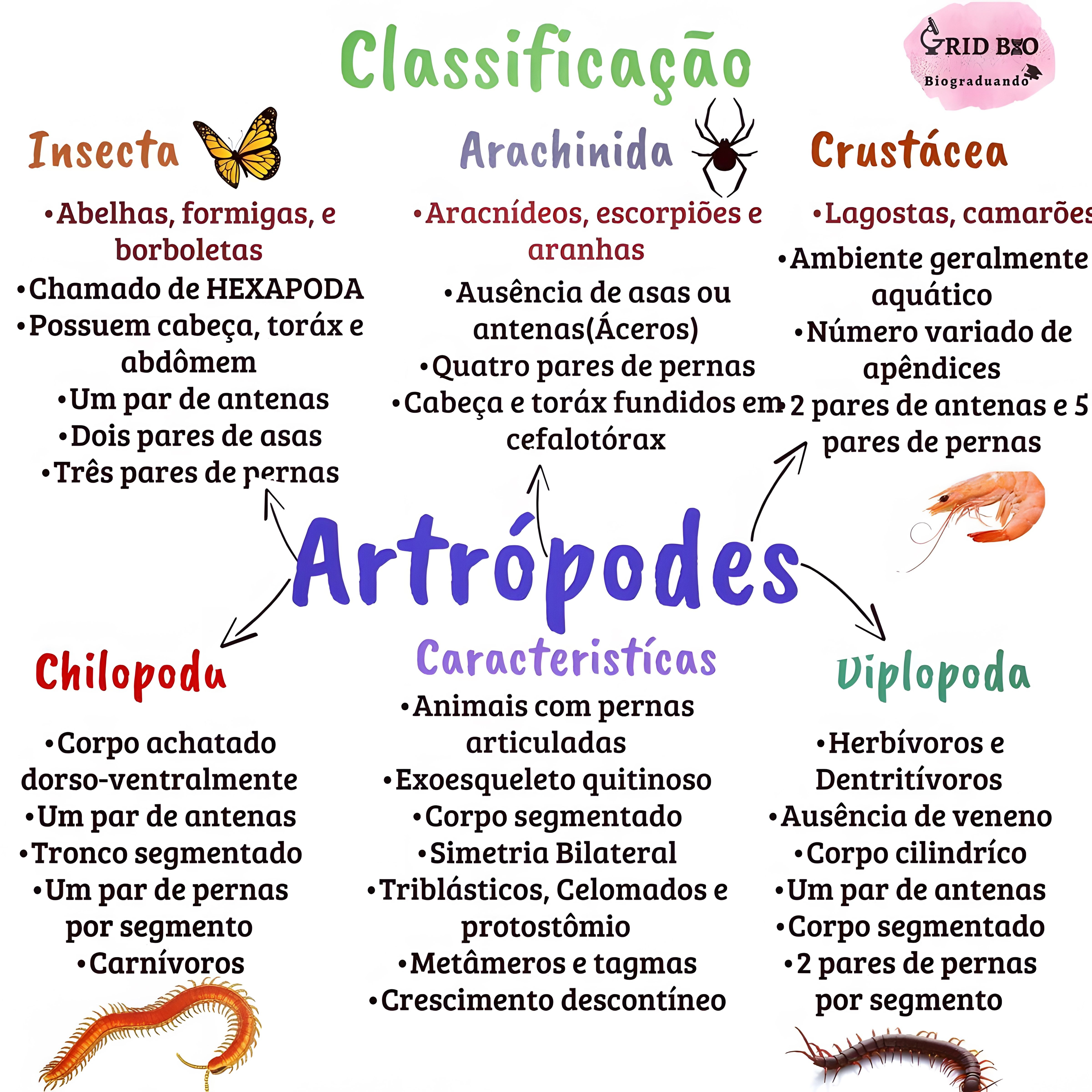 MAPA MENTAL SOBRE ARTRÓPODES