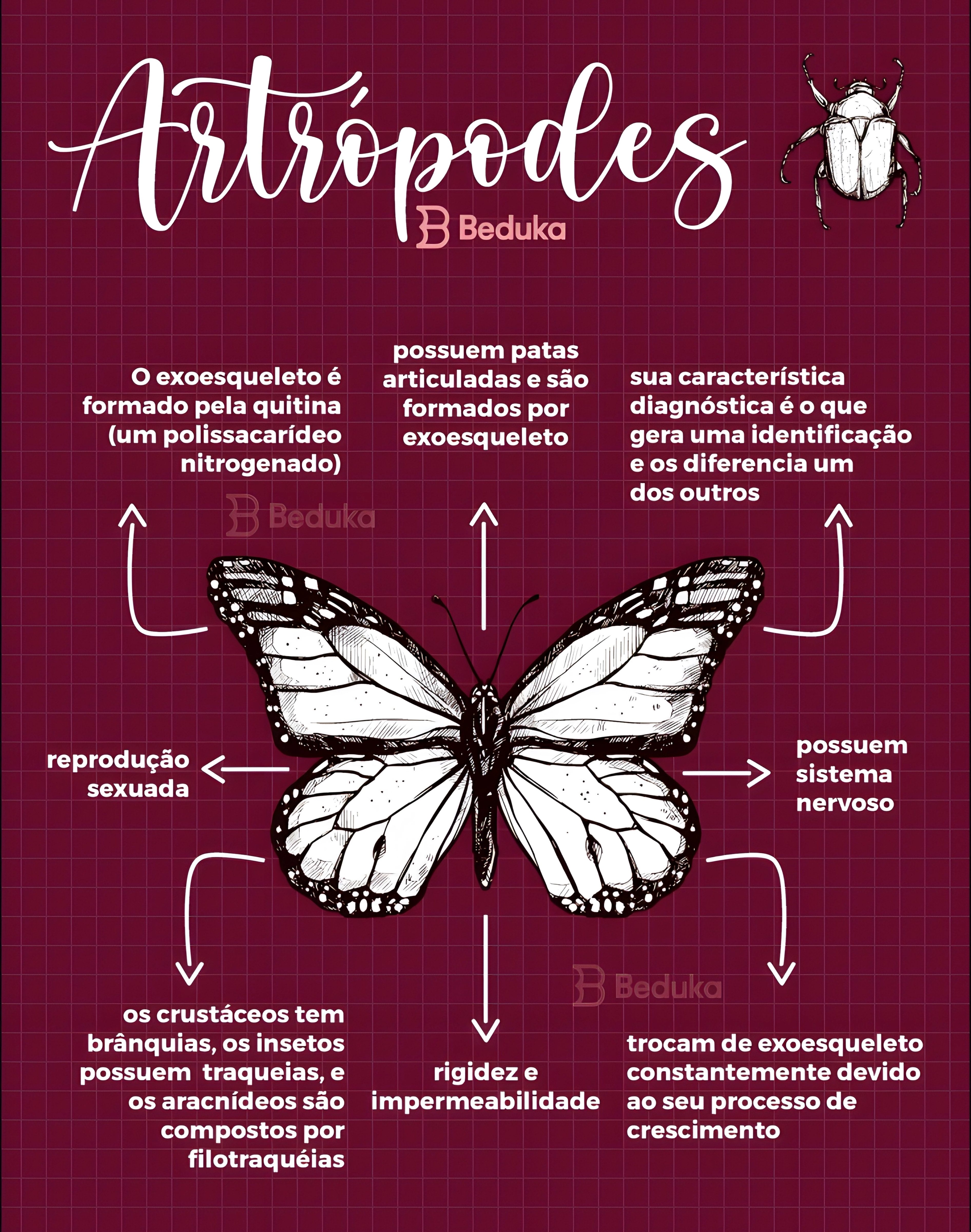 MAPA MENTAL SOBRE ARTRÓPODES