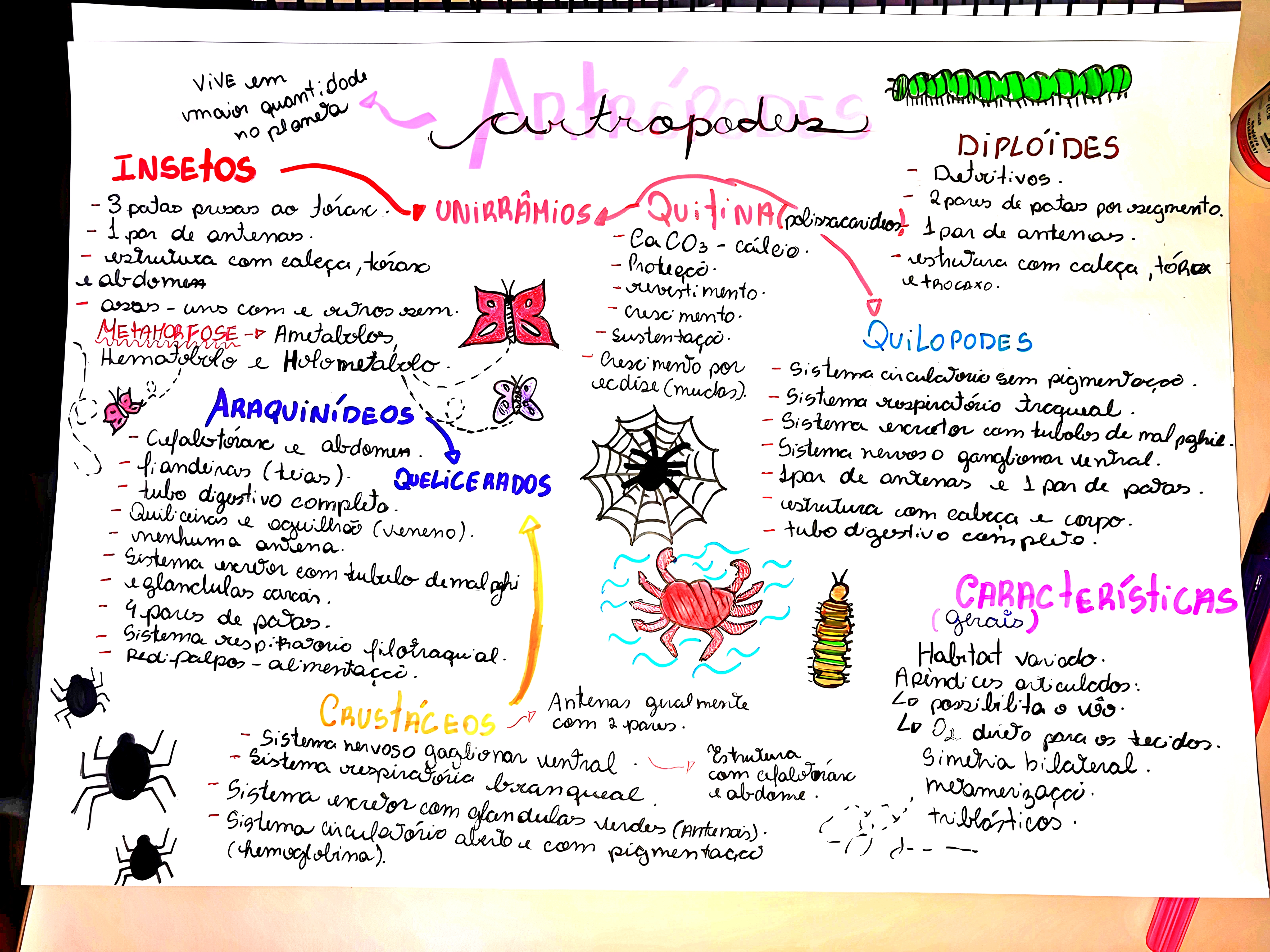 MAPA MENTAL SOBRE ARTRÓPODES