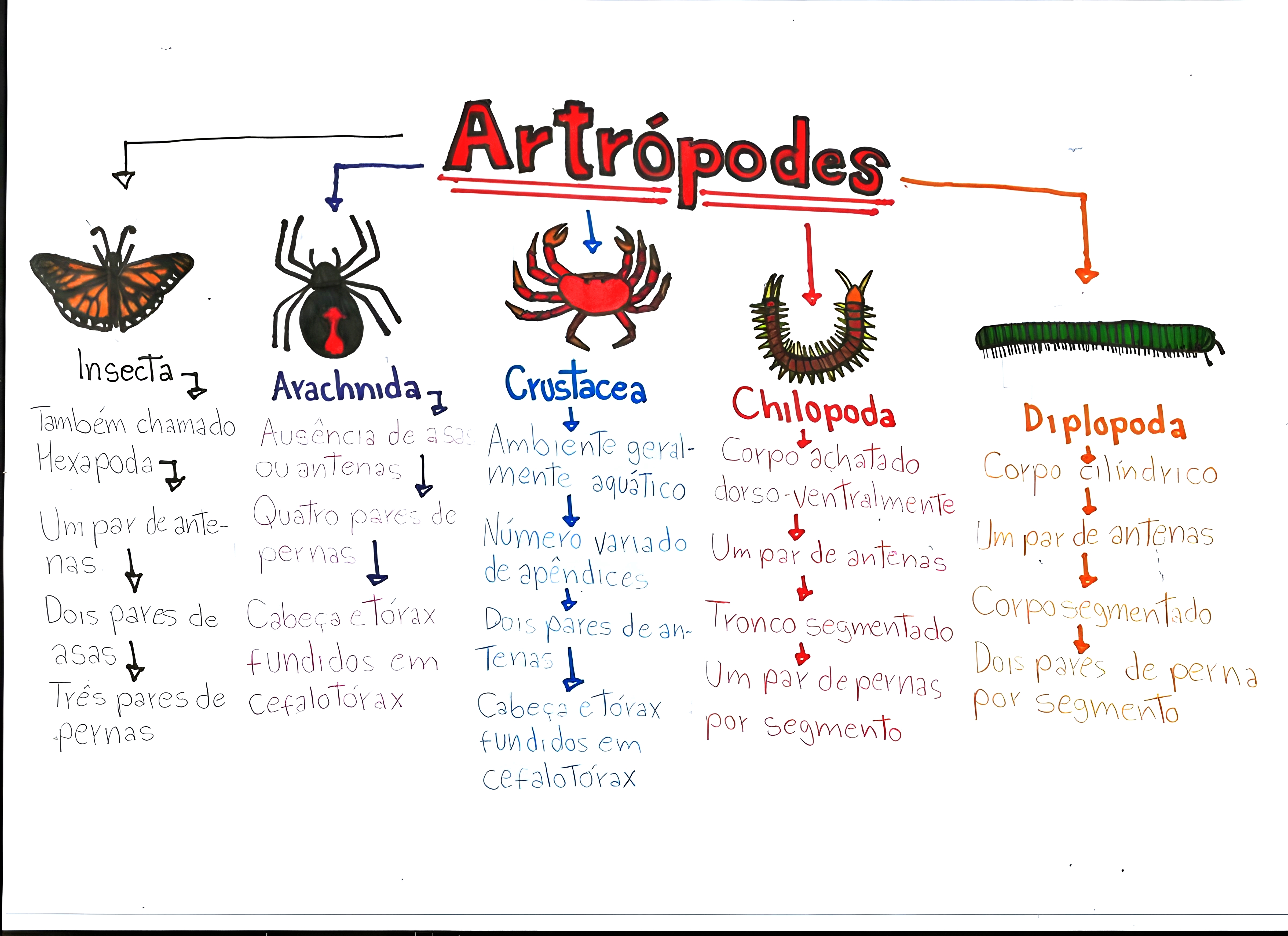 MAPA MENTAL SOBRE ARTRÓPODES