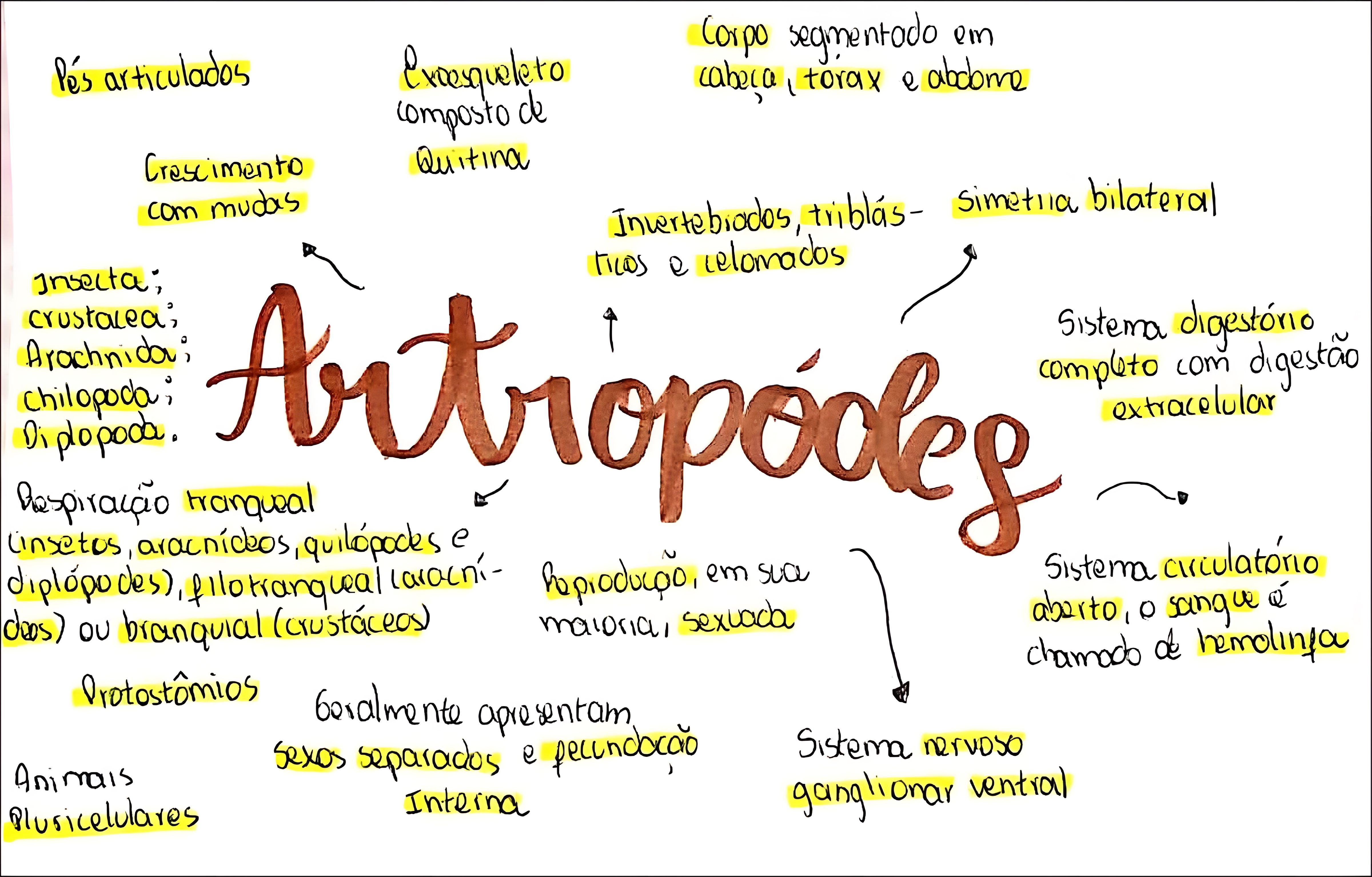 MAPA MENTAL SOBRE ARTRÓPODES