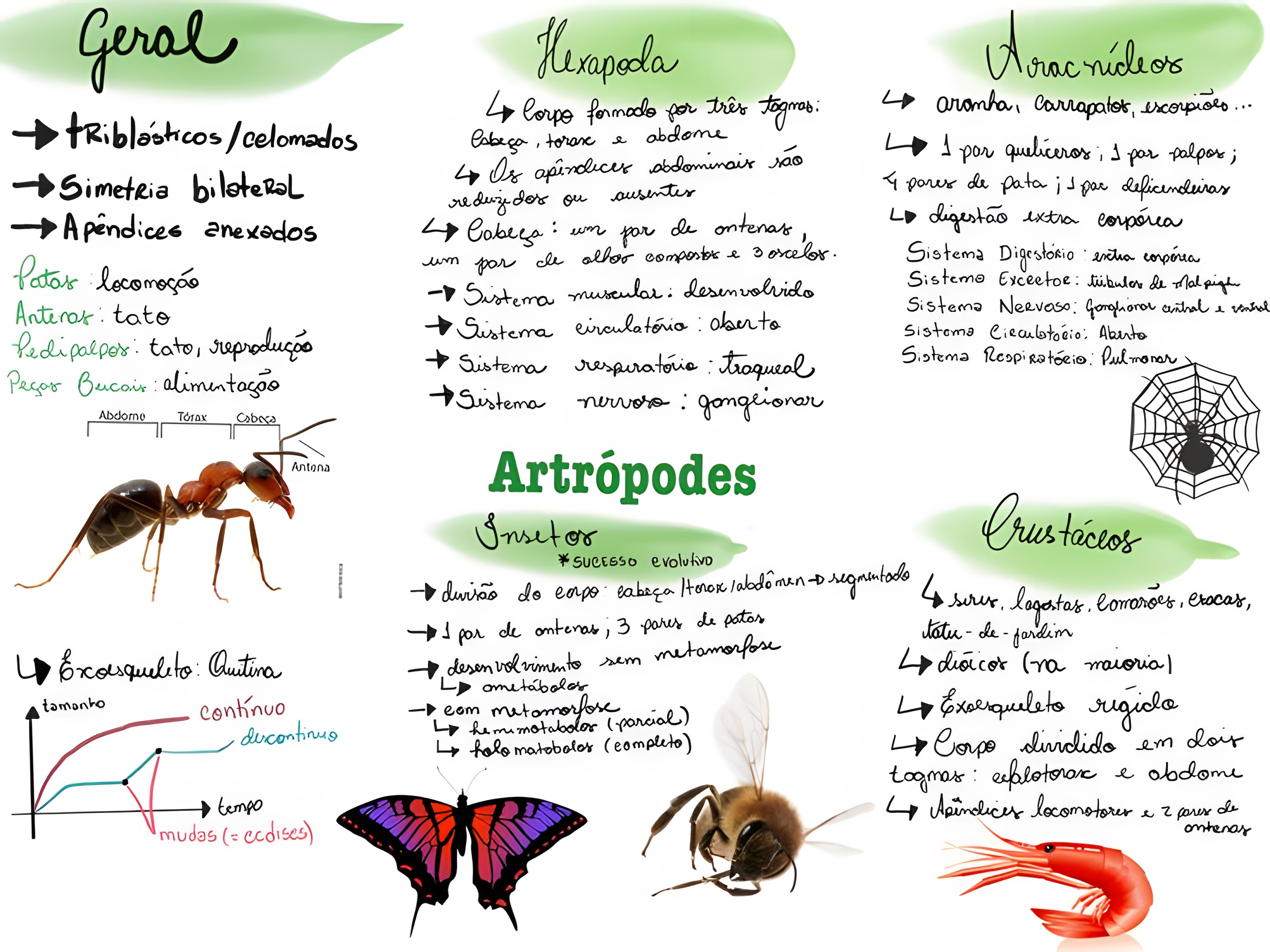 MAPA MENTAL SOBRE ARTRÓPODES