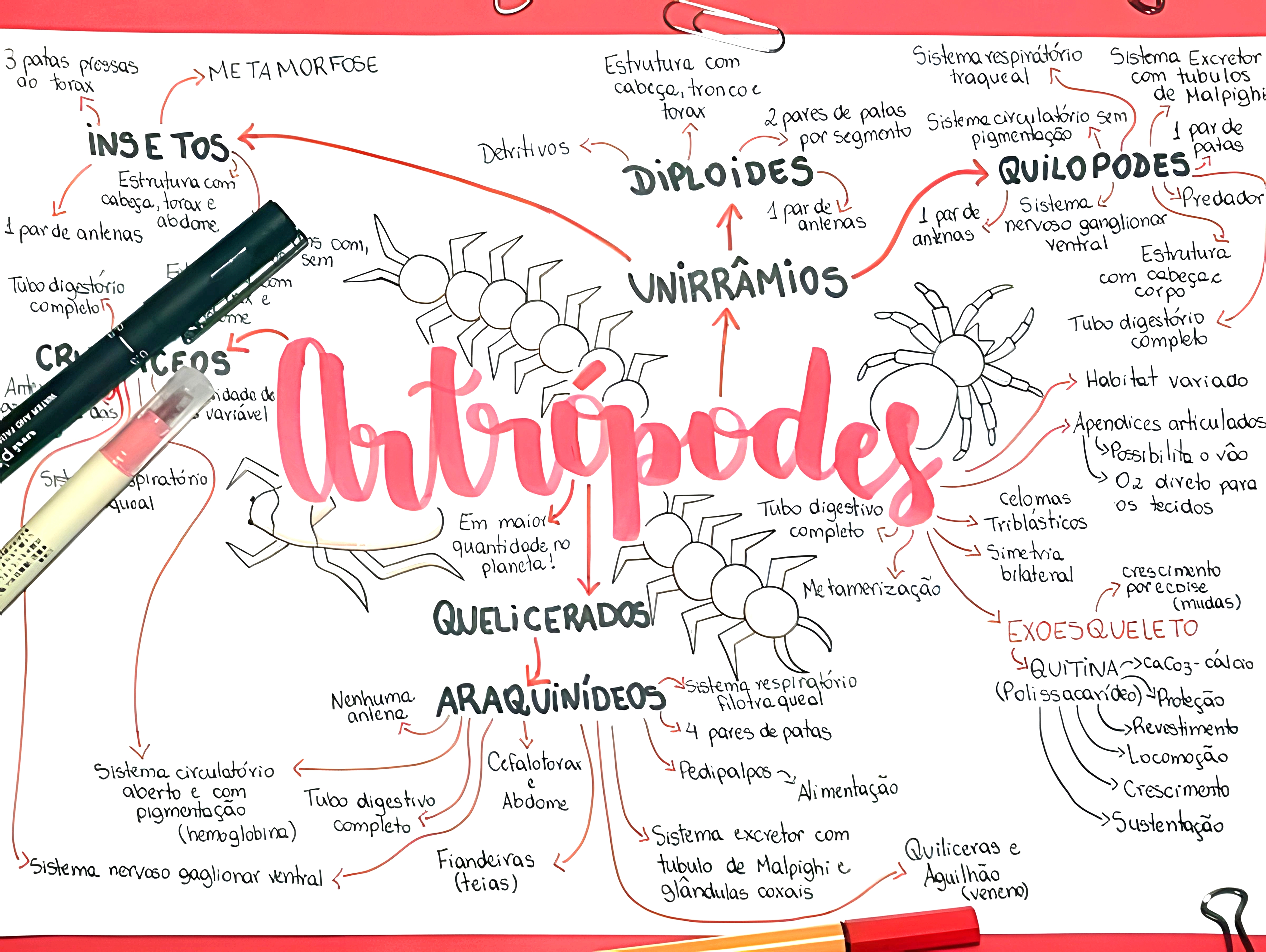 MAPA MENTAL SOBRE ARTRÓPODES