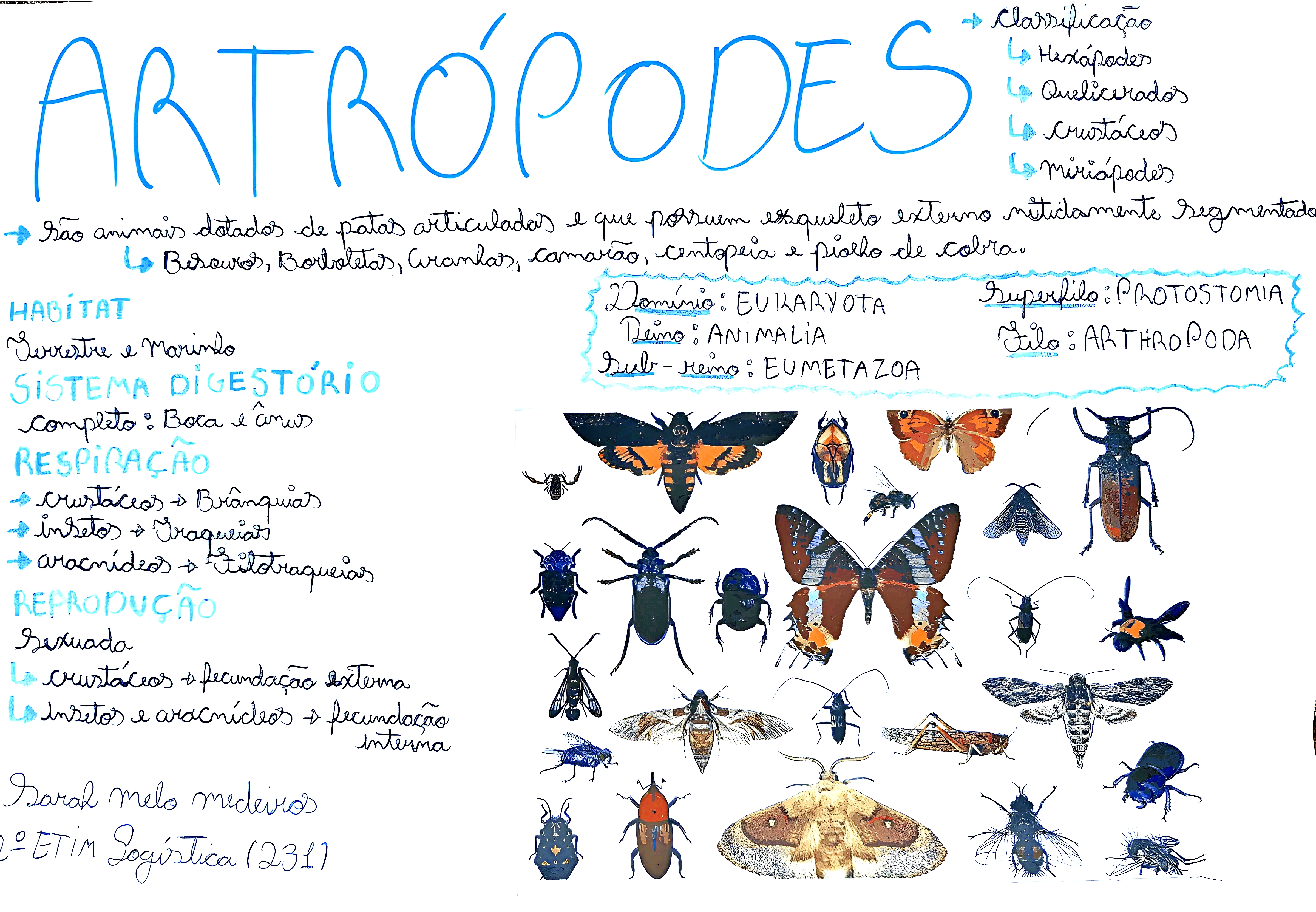 MAPA MENTAL SOBRE ARTRÓPODES