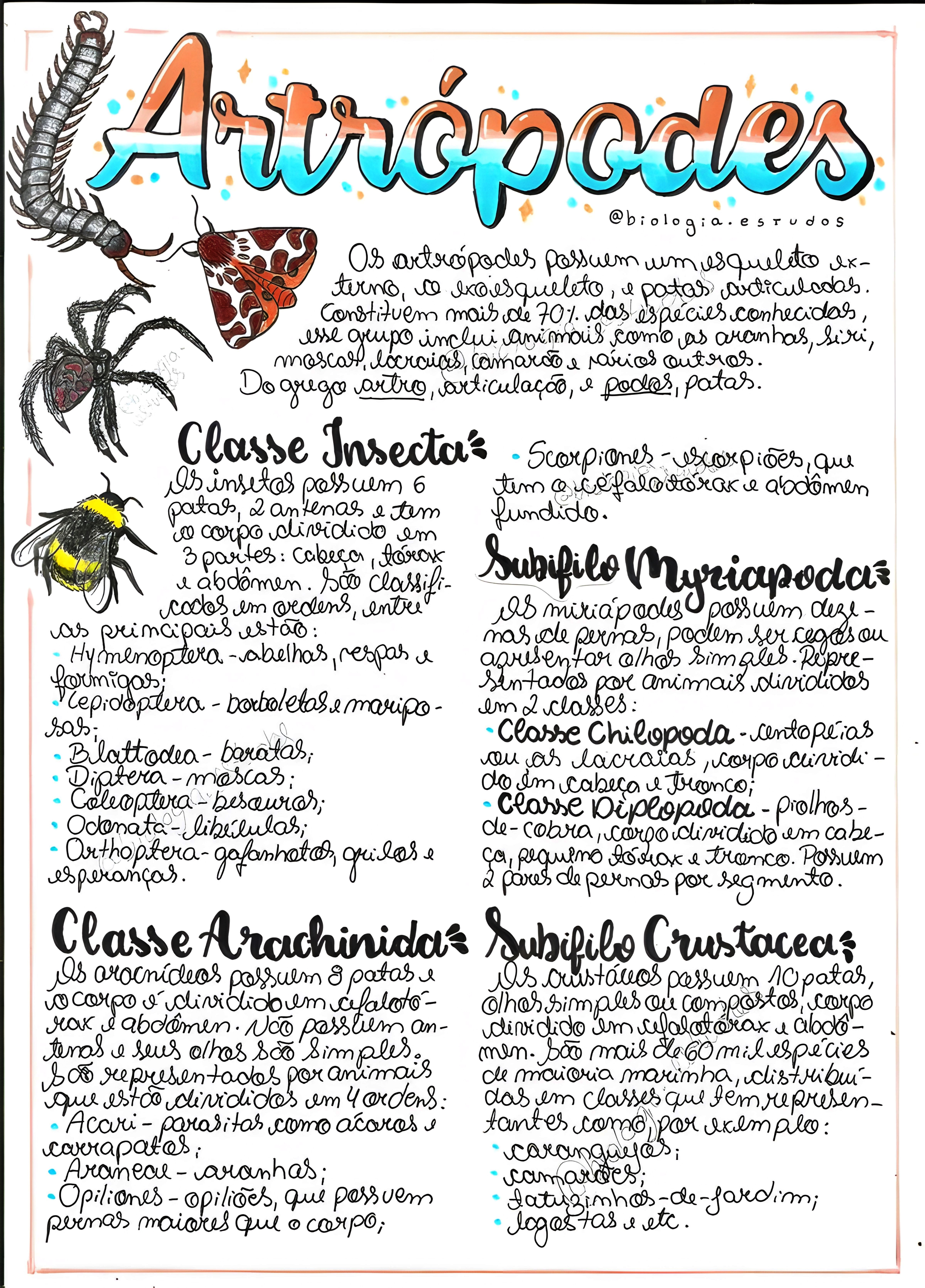 MAPA MENTAL SOBRE ARTRÓPODES